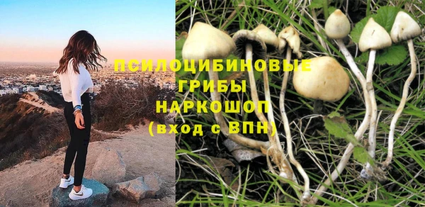 прущие грибы Баксан
